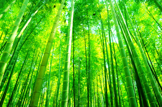 陽光竹林