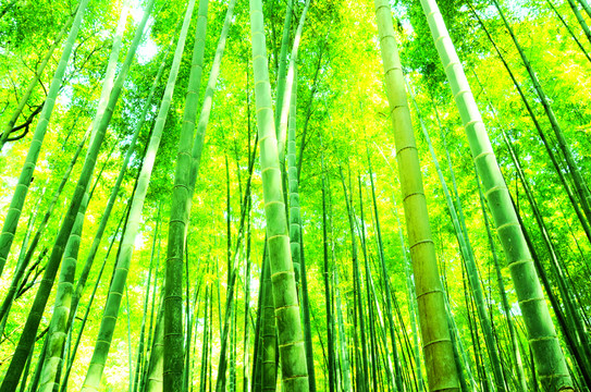 竹林