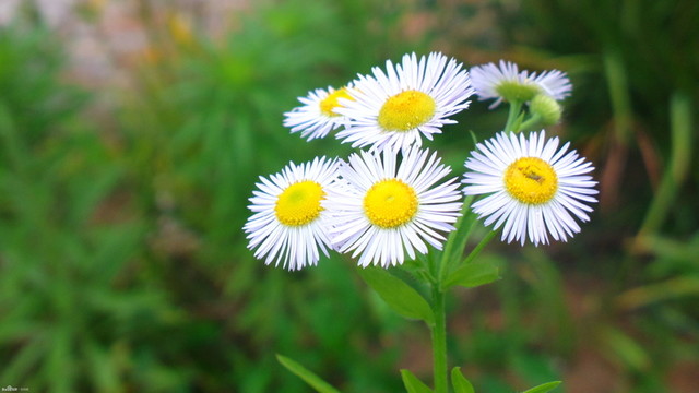 甘菊