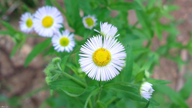 甘菊