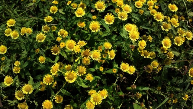 金盞菊