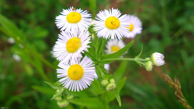 甘菊