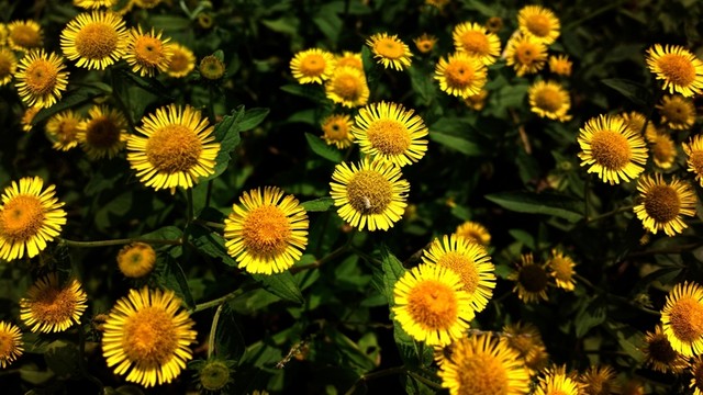 金盞菊