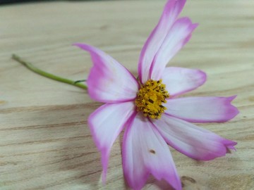 格桑花頭像