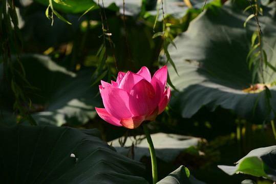 荷花