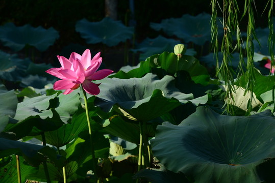 荷花
