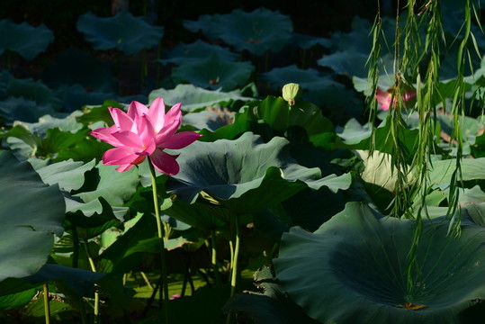 荷花