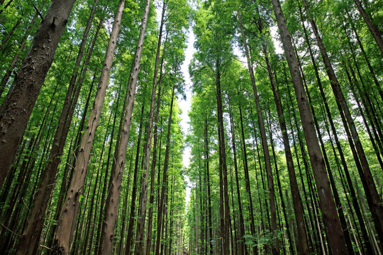 植樹造林