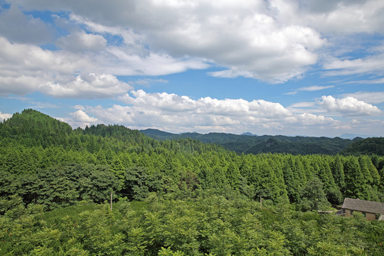 南川金佛山