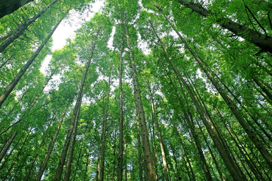 茂密的樹林