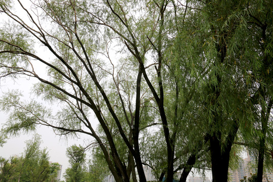 秋天柳樹(shù)