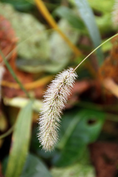 狗尾草
