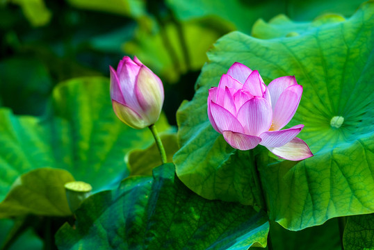 荷花 花蕾