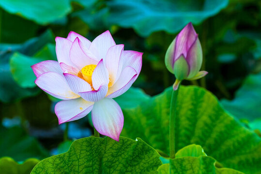 粉色荷花 蓮花