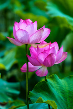 荷花 蓮花