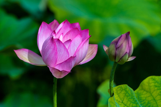 荷花 蓮花