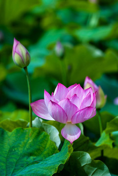 荷花 蓮花