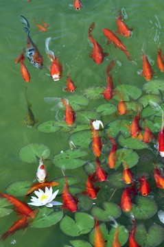 魚水合歡