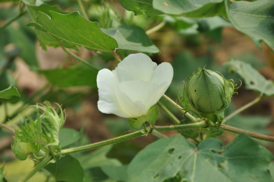 棉花地 棉花
