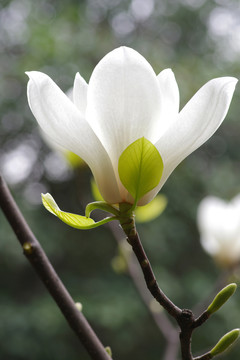 白玉蘭
