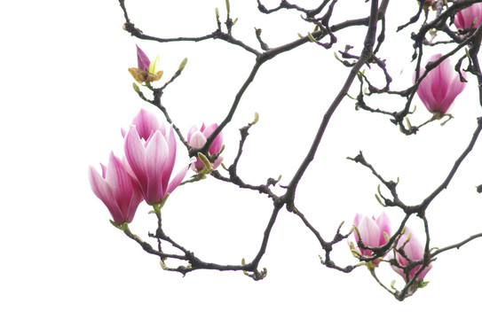 紫色玉蘭花
