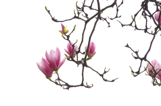 紫色玉蘭花