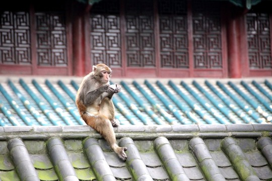 猴子上屋頂
