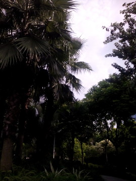 公園綠樹