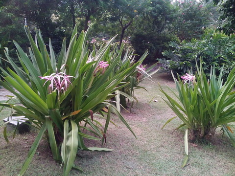 花草
