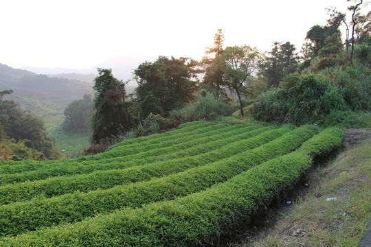 長龍茶園