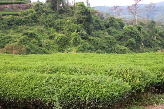 長龍茶園
