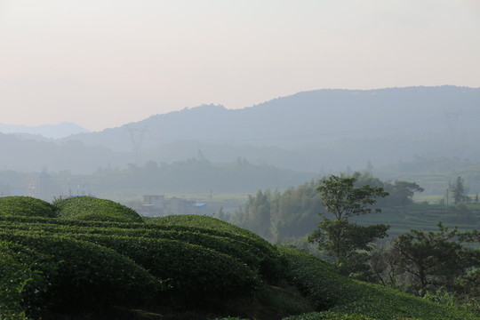 長龍茶園