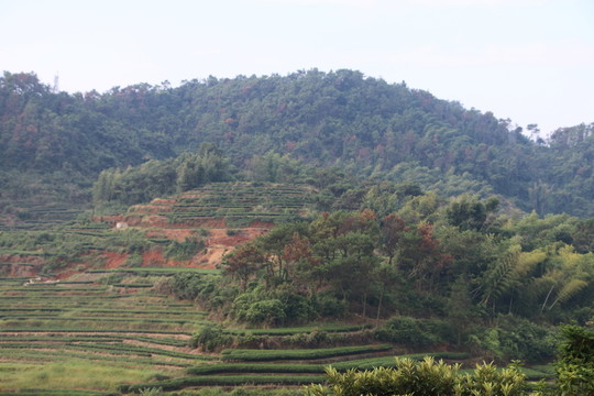 長龍茶園