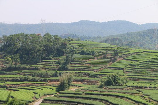 長龍茶園