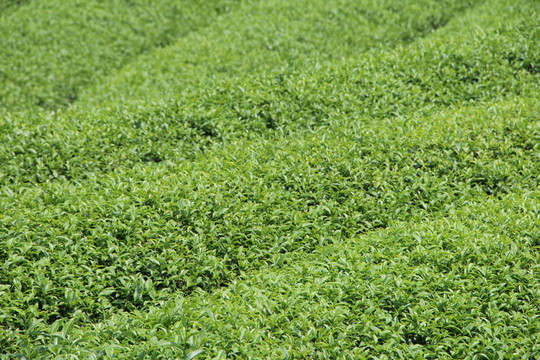 長(zhǎng)龍茶園