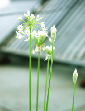 山韭菜