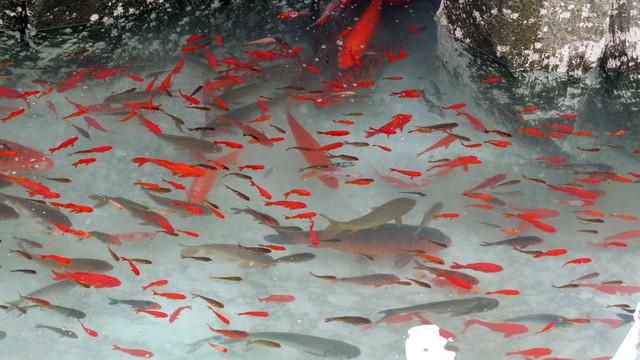 金魚 魚類養(yǎng)殖