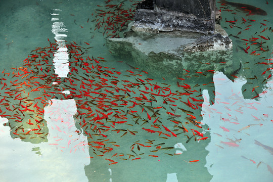 魚(yú)池  金魚(yú)養(yǎng)殖