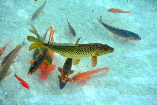 金魚  魚池