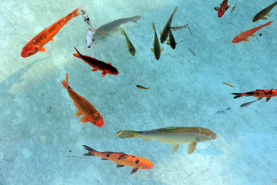 魚(yú)塘  魚(yú)池