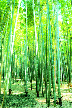 竹林
