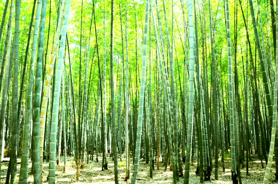 竹林
