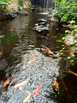 園林景觀 觀賞魚