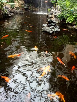 園林景觀 觀賞魚
