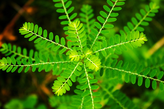 綠色植物攝影