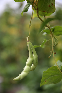 蕓豆