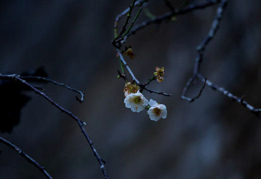 梅花