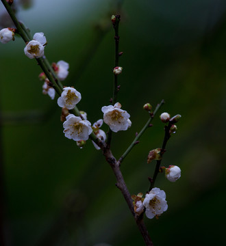 梅花