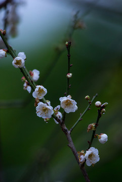 梅花