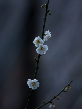 梅花